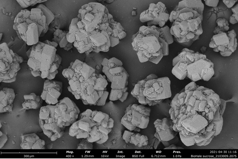 220113 SEM Sucrose (1) (1) (1) (1) (1)