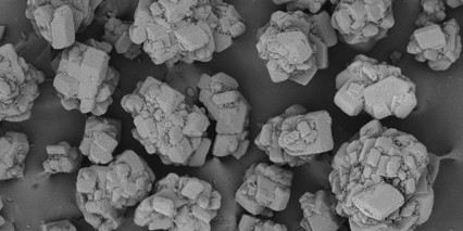 220113 SEM Sucrose (1) (1) (1) (1) (1)